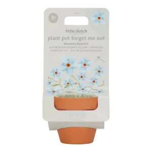Planta e Vaso – Não-me-Esqueças